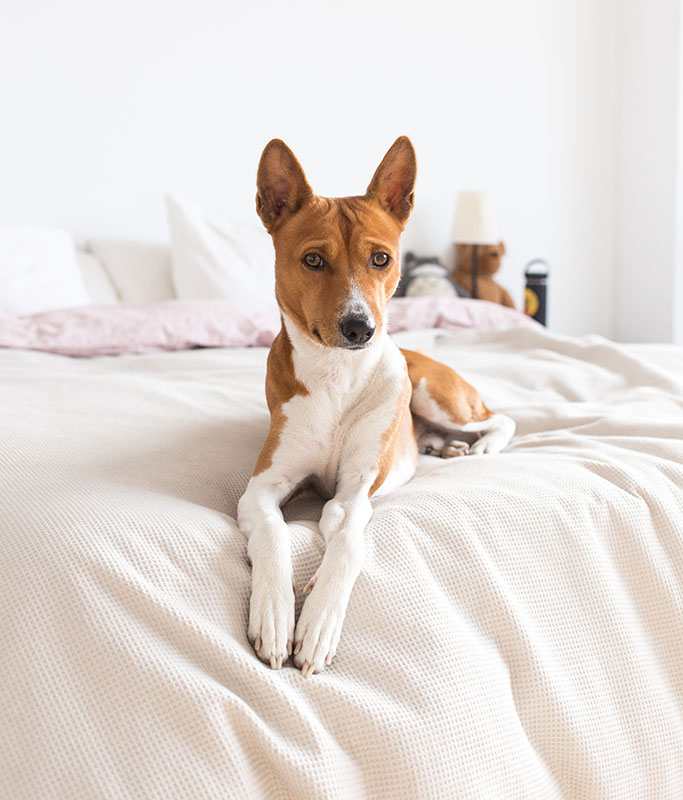 Pet friendly hotel